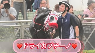 厩務員さんとラブラブしたい💕ドライカプチーノ