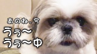 【シーズー】この2人、なんでいっつもこうなるの？【犬】