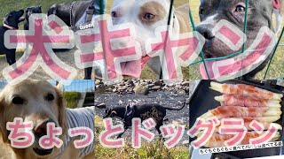 犬キャンからのちょっとドックラン🐕‍🦺❤️ 超大型犬 優しい巨人 グレートデン クィーンちゃん 渡辺ボス ソロキャン