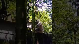 Must watch this funny animal 2 | এইটা কিরে!  #shorts-00014