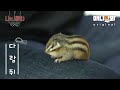 나는 태어난 지 25일 된 다람쥐 새끼다 [애니멀봐 나새끼 22호]ㅣI'm A 25 Days Chipmunk