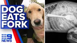 Overeager puppy swallows fork | Nine News Australia