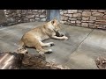 いしかわ動物園ライオンのララちゃん