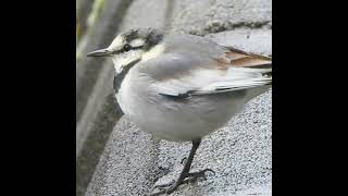 電車に驚いた鳥の反応が可愛い