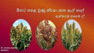 පිනට පහළ වූ ස්වයංජාත ඇල් හාල් - ඇත්තටම එහෙමද?