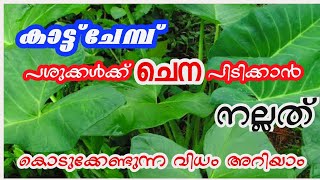 കാട്ടു ചേമ്പ് കൊടുത്താൽ പശുവിന് ചെന പിടിക്കും    #Cowfarming #edapparambilfarms #cowmilking #cowmilk