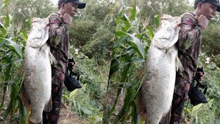 Beginilah Tarikan BARRAMUNDI monster