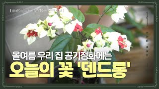 초록집 커머스 | 올여름 우리 집 공기정화에는 '덴드롱'