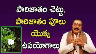 పారిజాతం చెట్టు యొక్క ఉపయోగాలు | Parijat Tree Benefits In Telugu | Sri Machiraju Venugopal