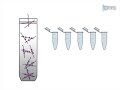 assessment of selective mrna translation in mammalian cells by polysome profiling l protocol preview