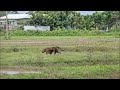 tiger attack in assam laokhowa wildlife sanctuary tiger tigerattack