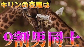 【動物紹介】衝撃の「キリン」交尾は９割オス同士！？【あいうえお動物園】