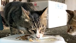 新鮮な魚とカリカリを美味しそうに食べる野良猫 “A wild cat eats fresh fish deliciously”