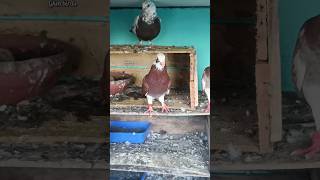 நம்ப புறா 🕊🕊 கொடுத்த இன்ப ❤ அதிர்ச்சி😳😳 #bird #pigeonlover #video #pigeonlove #shorts #yt #trending