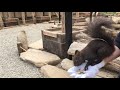 【リスの森～飛騨山野草自然庭園～】動物ふれあいno.1！in岐阜～かわいいリスがいっぱい ～