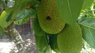 #khansavin #jackfruit how to Pruning jack fruit