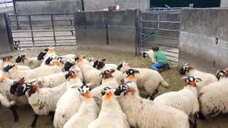 4 Year Old Catches Sheep – Impressive Skills!