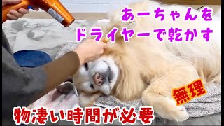 爆毛タイプのゴールデンレトリバーをドライヤーでひたすら乾かす動画