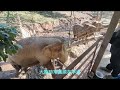 泰國大象自然公園 elephant nature park 的skywalk園區 — 無碰觸計劃 hands off project