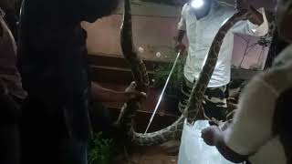 The python was caught in feroke kallampara