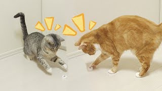 猫がペットボトルの蓋で元気に遊ぶ【おもしろ】 / funny cat playing with cap of bottle