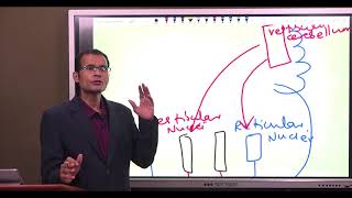 Equilibrium of the body ~ Vestibular system (Part 1)