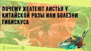 Почему желтеют листья у китайской розы или болезни гибискуса