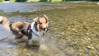 【生後11ヶ月】川遊びわーい🐟sheltie river swim