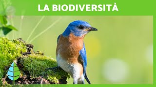 Cos'è la BIODIVERSITÀ e la sua IMPORTANZA 🌍🐸🌿