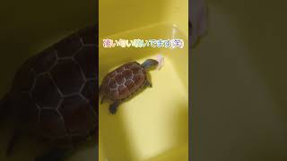 【子亀】初めて鶏のササミをあげたら反応が可愛かった