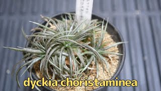 dyckia choristaminea ディッキア コリスタミネア [Variety of succulents introduction]