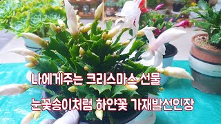 하얀색 꽃을피운 크리스마스 가재발 선인장 키우기및 분갈이 SUCCULENTS😘🤗🎵