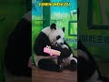 萌萌：如果…我一口吃掉妹猪，你们会怎么样？ #panda #cute #animals #funny #pets #cutepanda #memes #love #bear #zoo