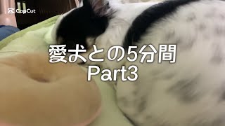 愛犬との5分間　Part3 【チワワ】【dog】【愛犬】