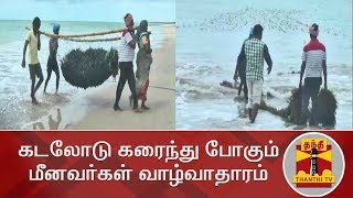 கடலோடு கரைந்து போகும் மீனவர்கள் வாழ்வாதாரம் | Special Story | Fishermen | Thanthi TV