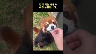 Lesser Panda eating a snack in an odd position 🤣😍 #shorts #animal