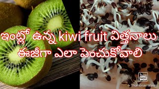 ||How to plant a kiwi fruit ....with seeds .....||kids planting..