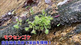 モウセンゴケの自生地を求め渓谷を探検！今回は様々な自生の様子が見れました。