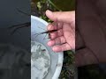 ミズカマキリリリース　タガメ　ガサガサタイムズ　giant water bug kirkaldyia deyrolli 　絶滅危惧ii類 vu （環境省レッドリスト）　 shorts