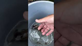 ミズカマキリリリース　タガメ　ガサガサタイムズ　Giant water bug / Kirkaldyia deyrolli 　絶滅危惧II類 (VU)（環境省レッドリスト）　#shorts