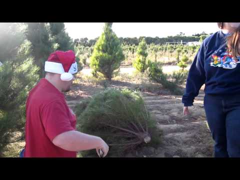 Cutting Down The Mitchell Family Christmas Tree 2011 Cutting Down The Mitchell Family Christmas Tree 2011