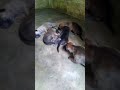 updated videos of gulmohar kennels combai litter boxes 2