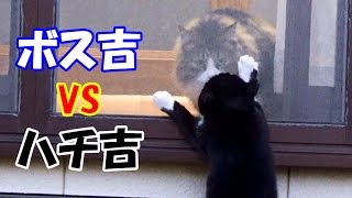 さくら猫ハチ吉、ボス吉にじゃれる！？Hachi Cat Plays with Boss Cat frisky!?