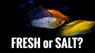 Sailfin Mollies - FRESHWATER, or do they Need SALT?