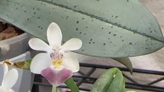 Phalaenopsis parishii - May 2023 Blooms