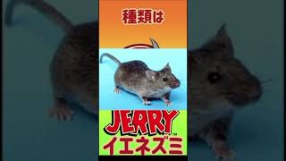 【トムジェリ】トムとジェリーの豆知識！