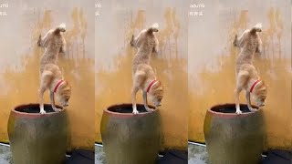 😹 You Laugh You Lose 🐶🤣 Funniest Dogs and Cats 2024 😘🐱Part15