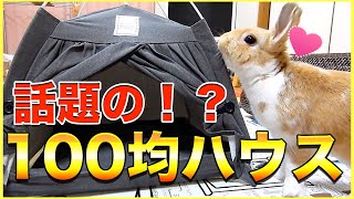 これが500円！？話題の100均ペットハウスをうさぎに買ってみた