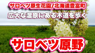 サロベツ原生花園/北海道豊富町【ウォーキング】サロベツ原野に咲く花を楽しめる木道歩き【旅行VLOG】サロベツ湿原センター,泥炭,利尻島,エゾカンゾウ,カキツバタ,コバイケイソウ,泥炭浚渫船,揚げ芋