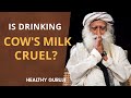 Is Drinking Cow's milk cruel? Sadhguru